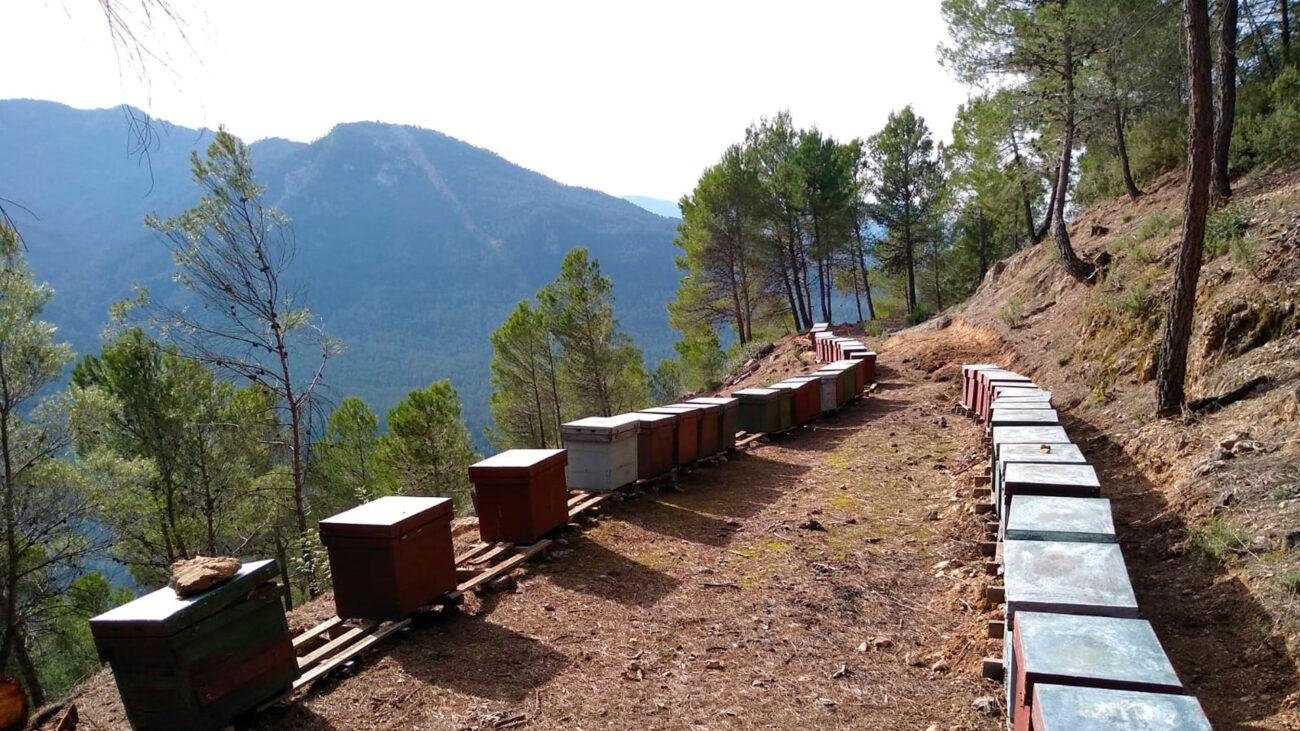 Colmenas-de-abejas-en-Cazorla