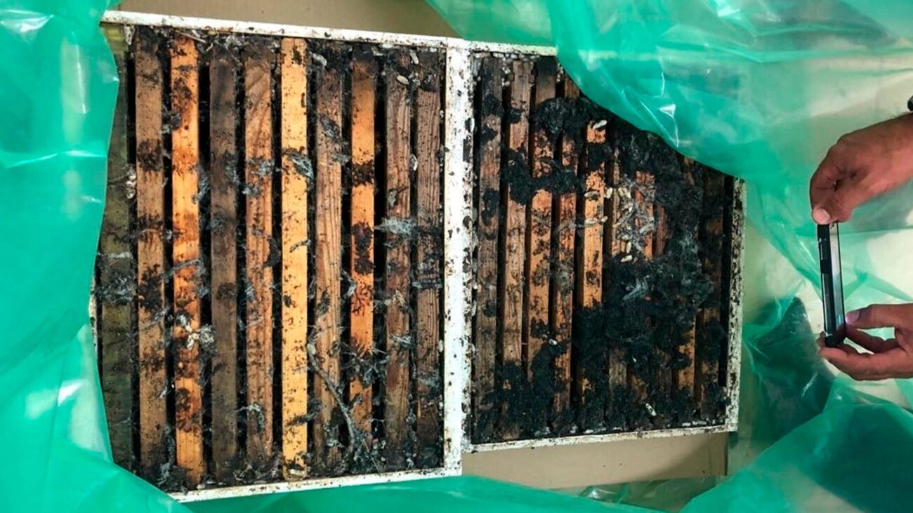 Panal con Polilla de la Miel