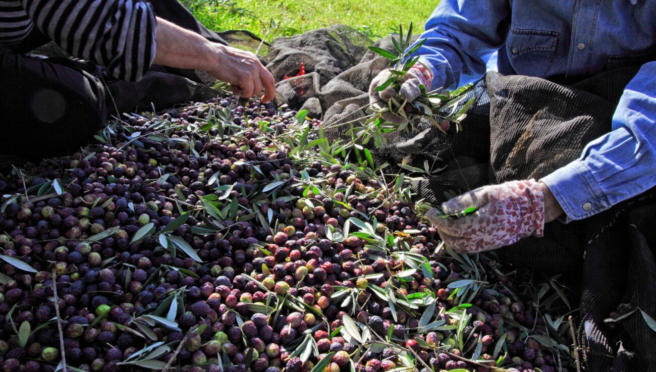aceite cosecha temprana